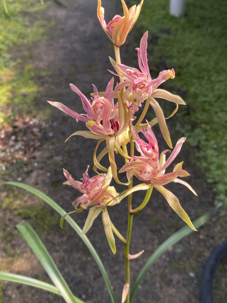 寒兰 红凤  ,#兰花# #兰花种植