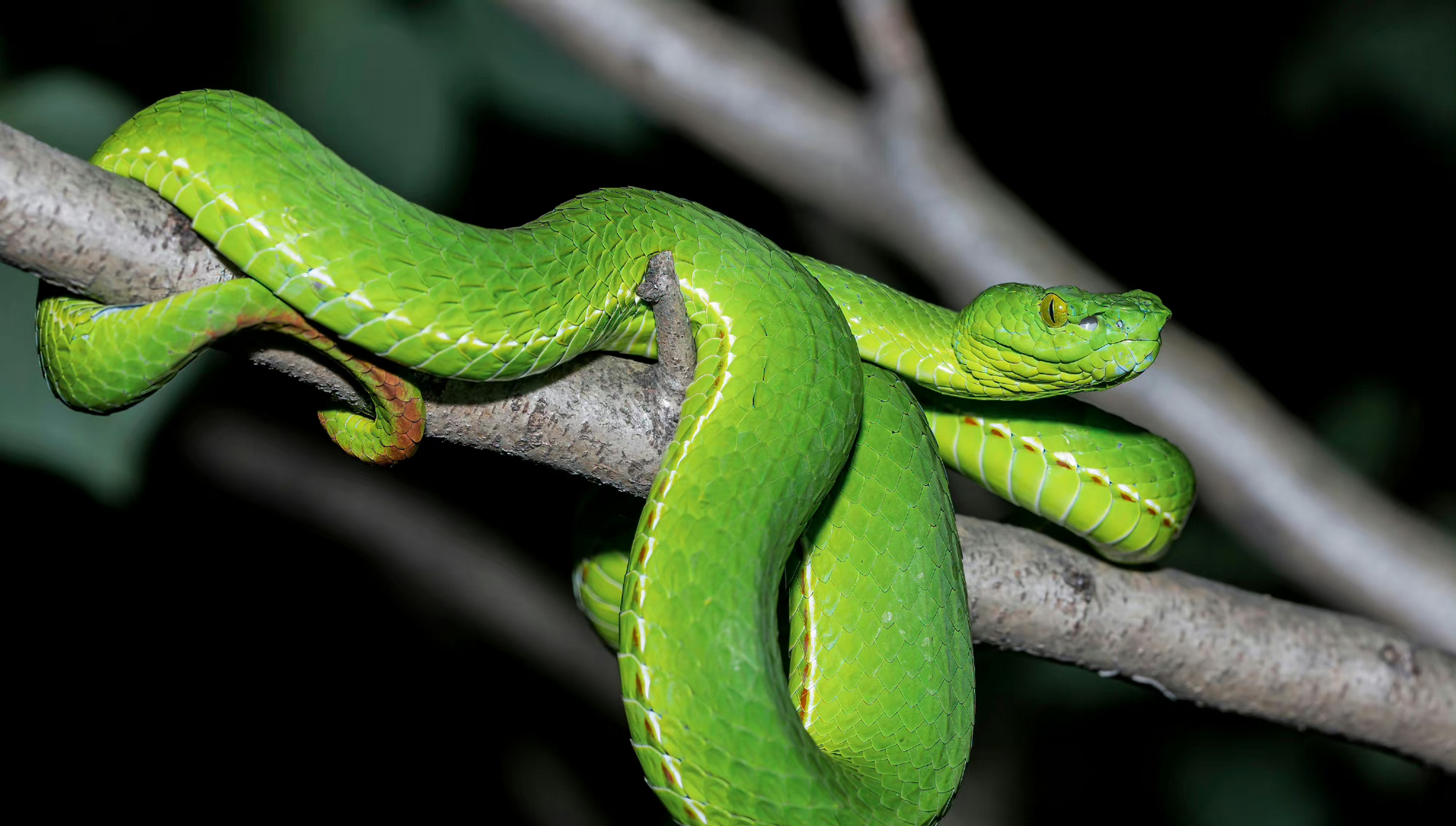 玉斑丽蛇 5.白头蝰 6.滑鳞蛇 7.胡建竹叶青 8.花