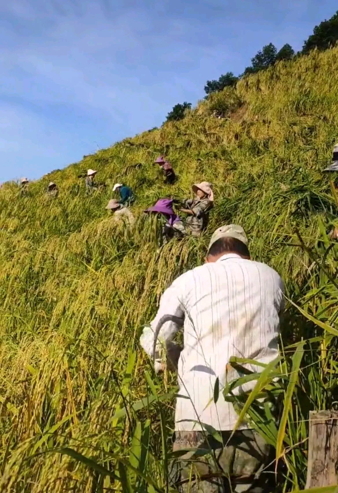 水稻上山,科研和试验大力支持提倡,大面积推广嘛,还得观后效