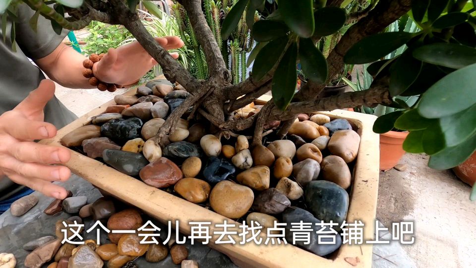 养了8年的鸭脚木,铺上河边捡的石头,瞬间感觉又上了一个档次