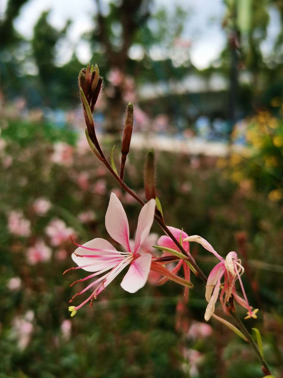 94山桃草花萼片为淡粉红色,花瓣为白色或粉红色,花期5-9月,果期8-9