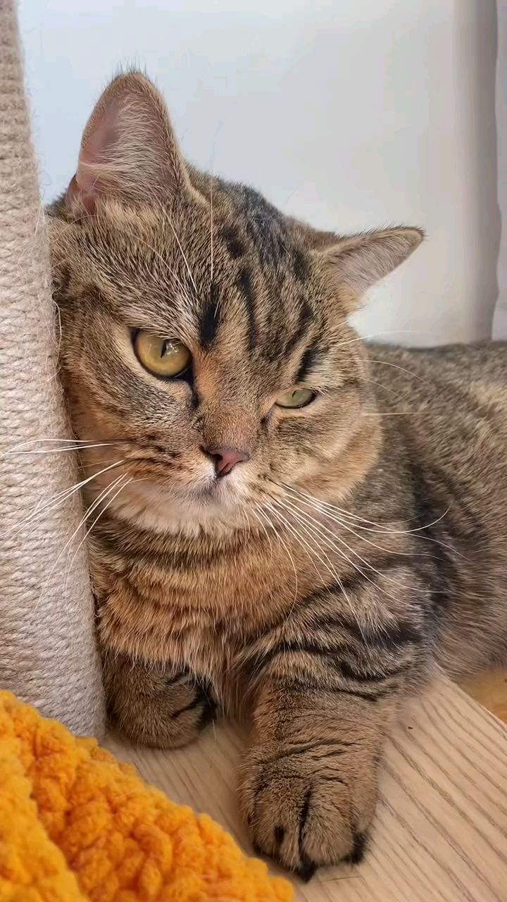 生无可恋的大猫咪.