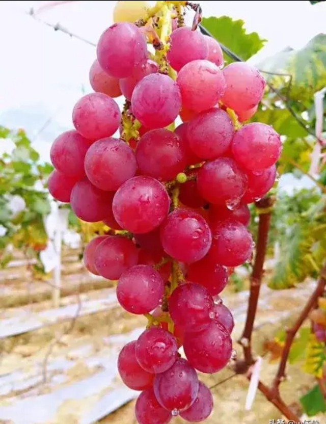大自然葡萄成熟时照片,美图欣赏