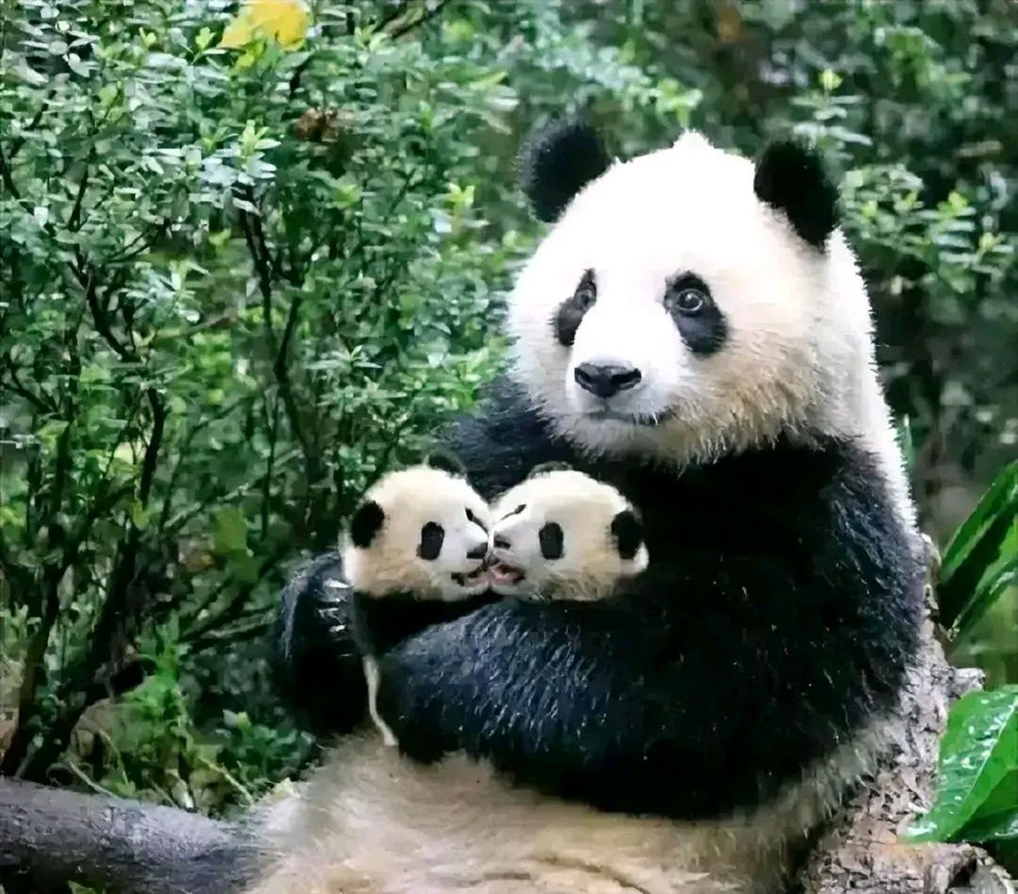 这熊猫妈妈是谁呀?抱着两宝,太可爱了!
