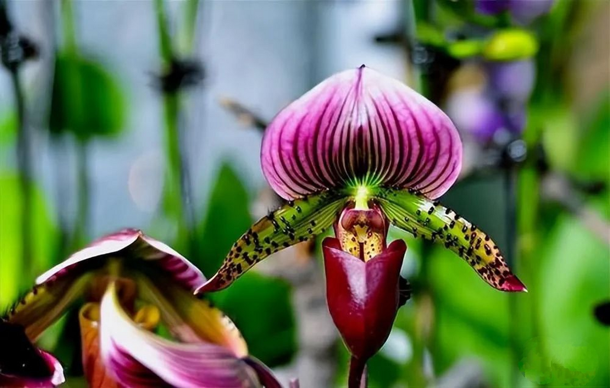 9种罕见的稀世奇怪花,每一种都极具魅力,它们可能在特定地区或者季节