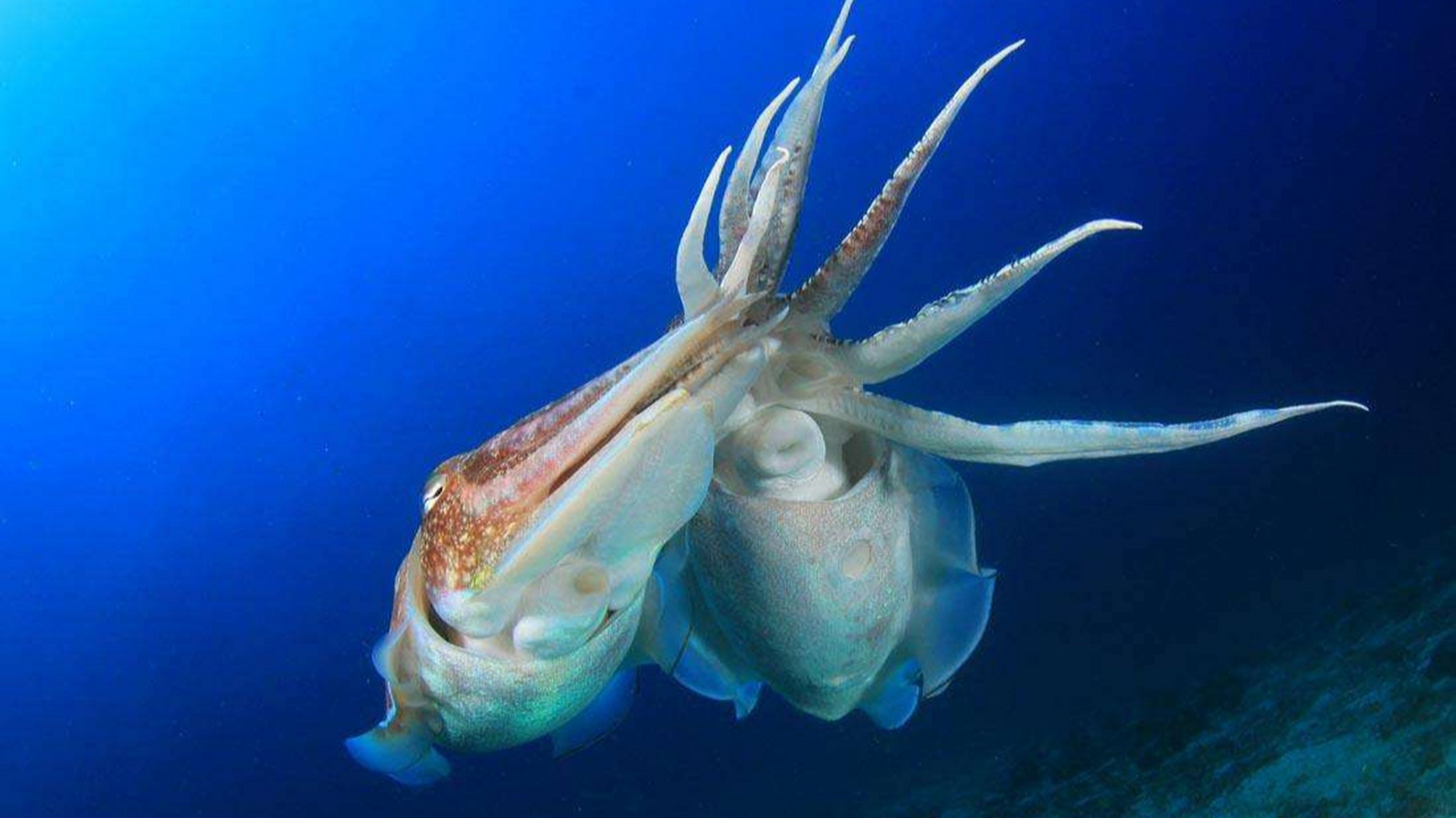 乌贼冷知识,乌贼会变色还会喷墨,你见过吗 乌贼这些冷知识你知道吗?