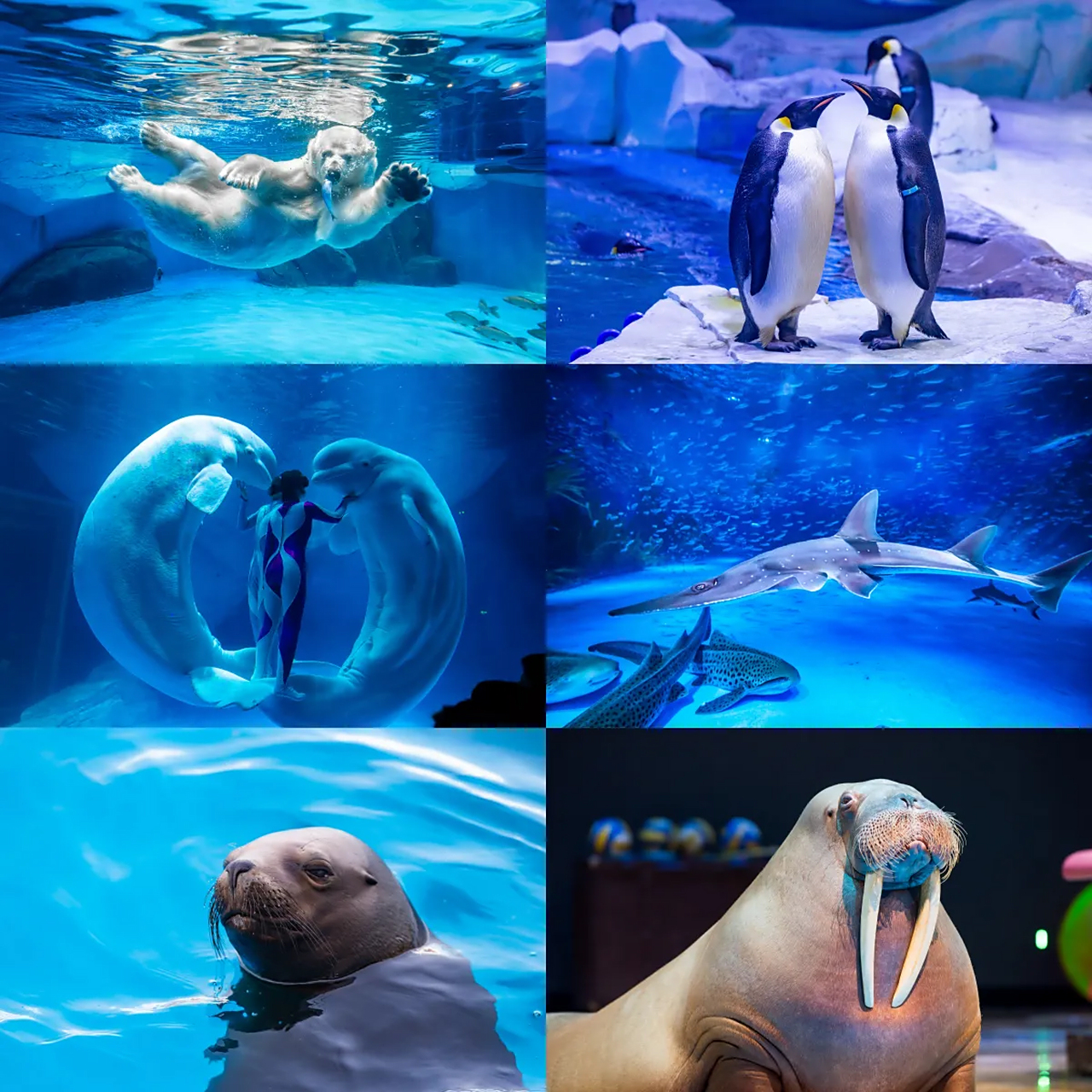 郑州海昌海洋旅游度假区官宣啦,9月28日盛大启幕,中原最大的海洋主题