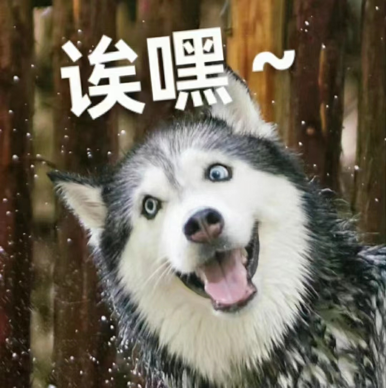 这狗子看起来就很聪明,哈哈哈哈,感觉养哈士奇的人不会抑郁,最多只会