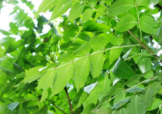 水曲柳是一种什么样的树种?