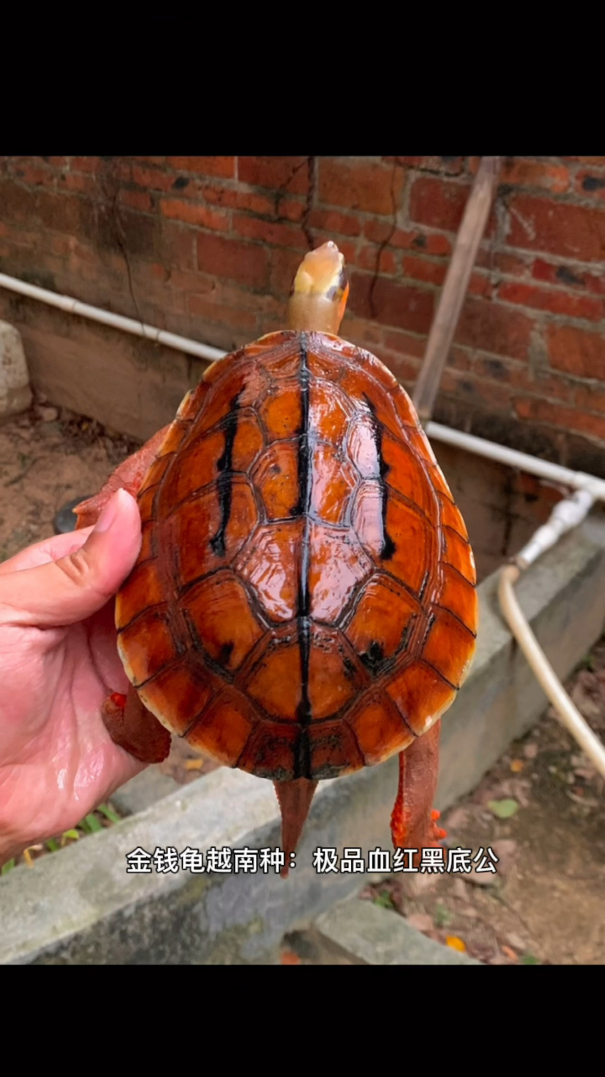 金钱龟越南种:极品血红黑底公,色泽艳丽,三线精致!