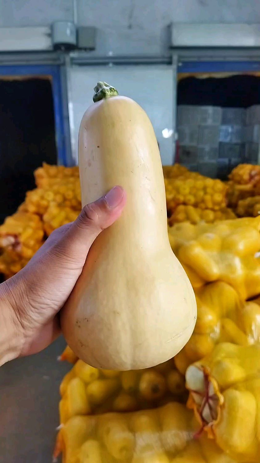陕西秦岭深山的奶油南瓜,原产在南美洲阿根廷