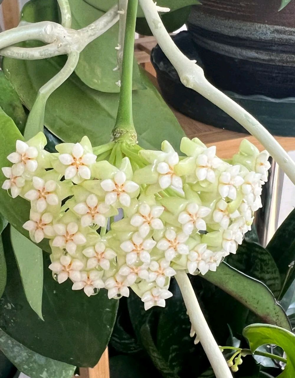 盆栽品种-帕拉球兰