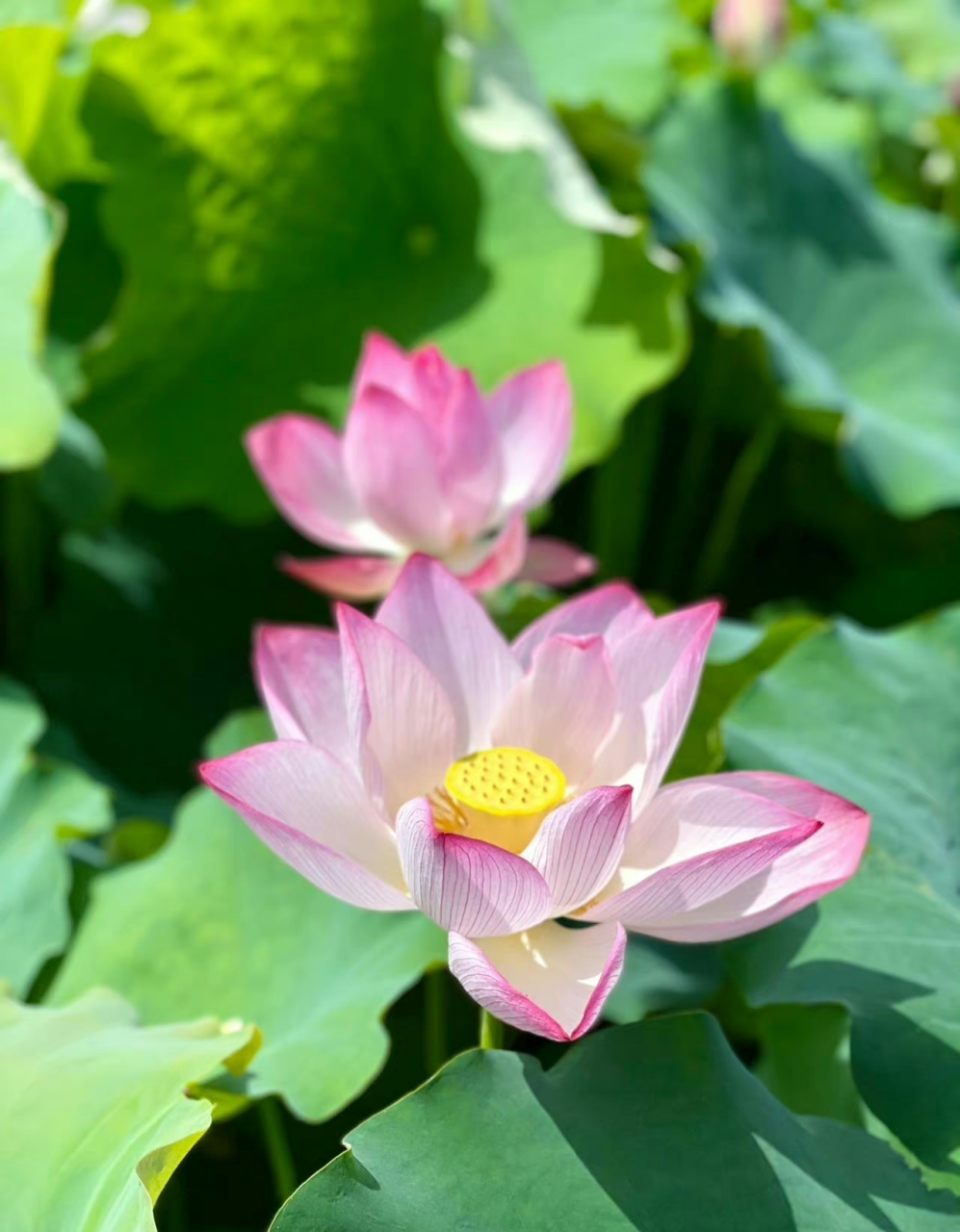 晴空下的莲花真的太美了吧,衬上远处的蓝天白云,更加迷人.
