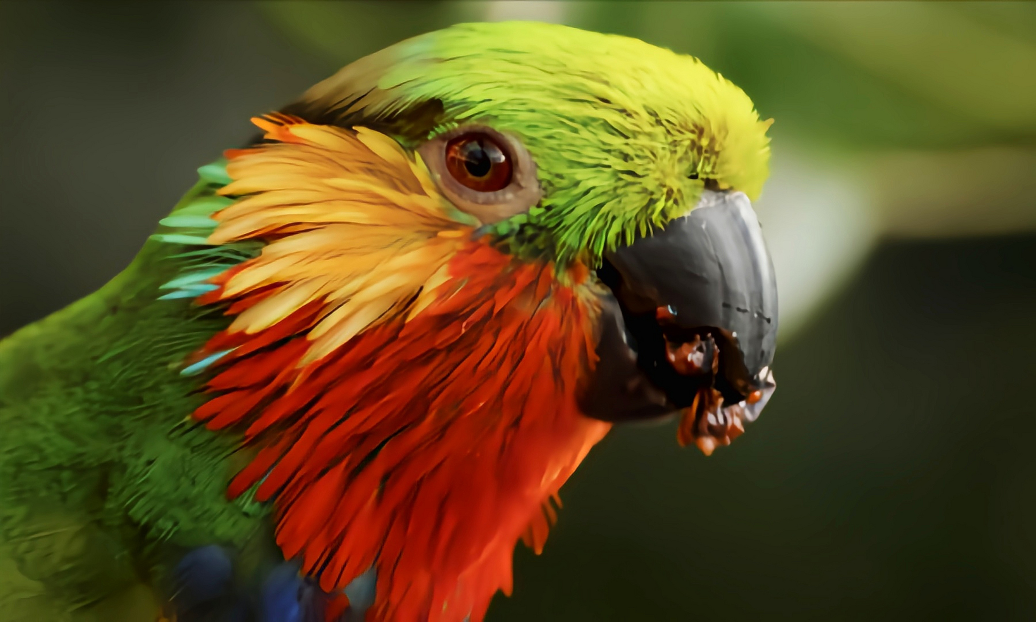 每天认识一种动物——爱氏果鹦鹉 爱氏果鹦鹅别名