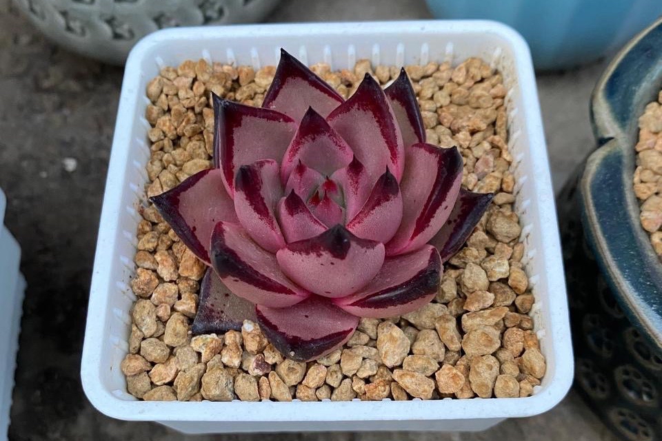 多肉库苏,东云系多肉中的新贵,粉底配红边,高冷中带有一丝温柔