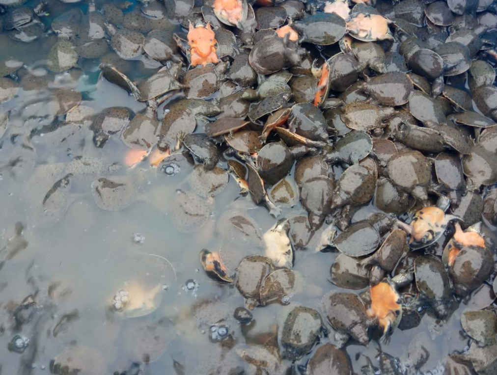 池塘繁殖甲鱼的详细流程和管理办法