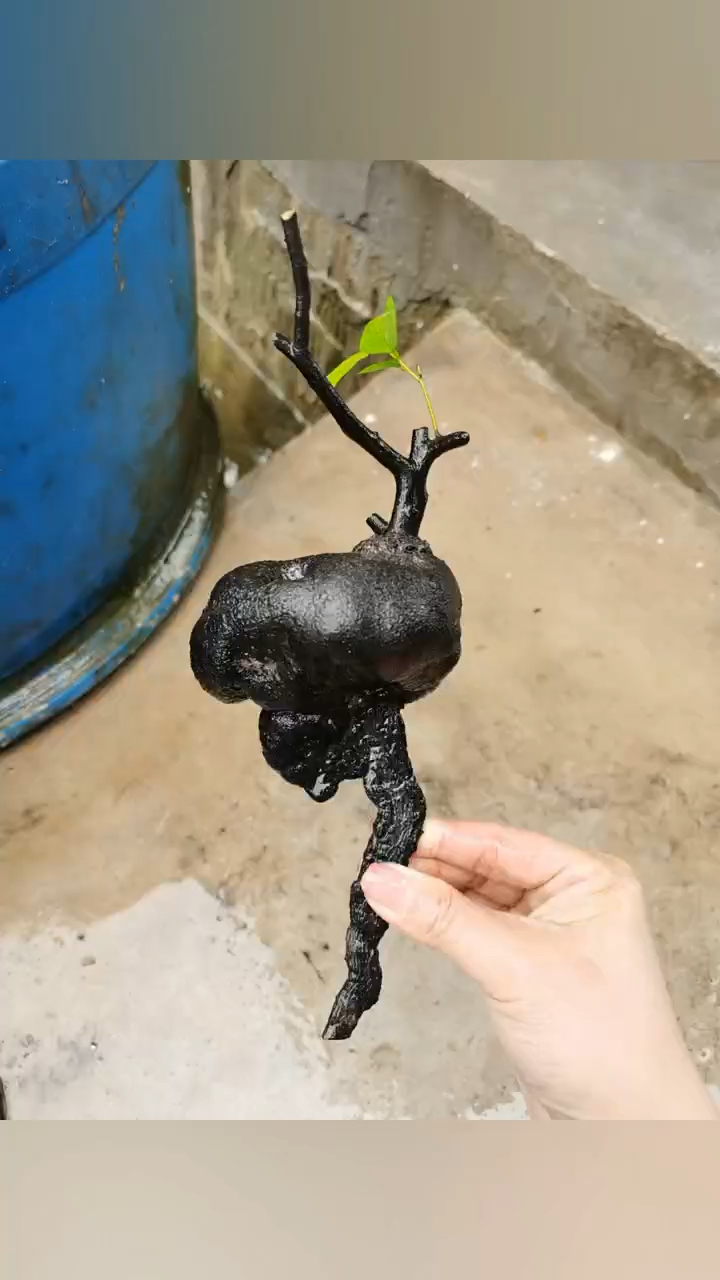 金弹子全皮坨坨收藏品