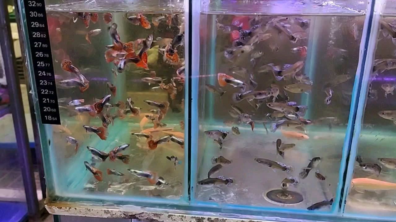 看看我都上什么观赏鱼了!清道夫好大,怕他咬我