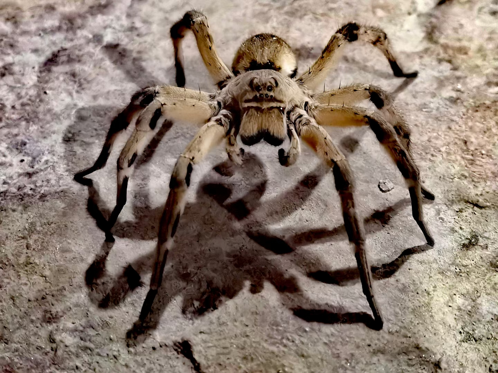 刚在沙漠边上发现的[恐惧] 狼蛛是蜘蛛目,狼蛛科物种的统称.8眼黑色.