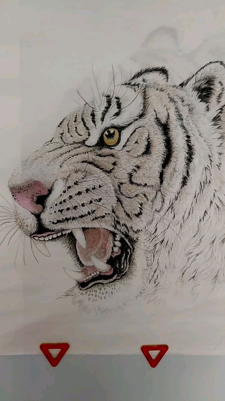 新画的一张老虎头