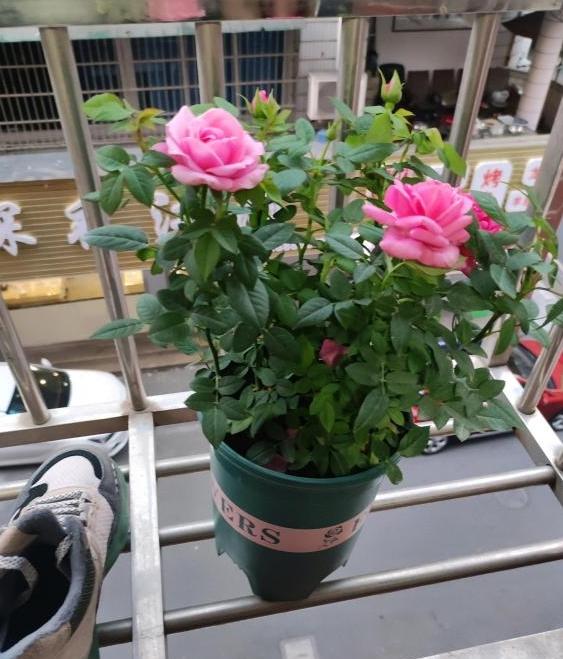 淑女没什么刺,但是也不怎么香,看着花型稍微不太一样