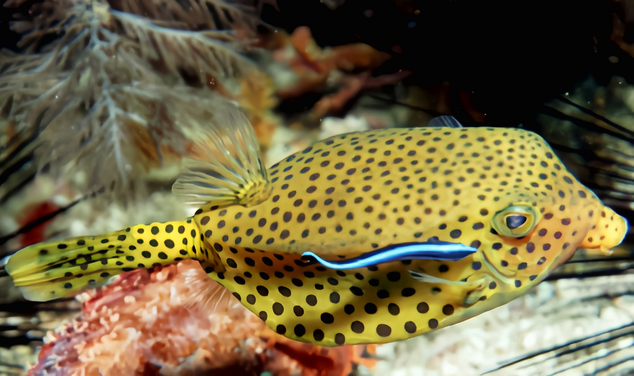 每天认识一种动物——蓝尾箱鲀 蓝尾箱鲀原产于印度洋西部地区,仅分布