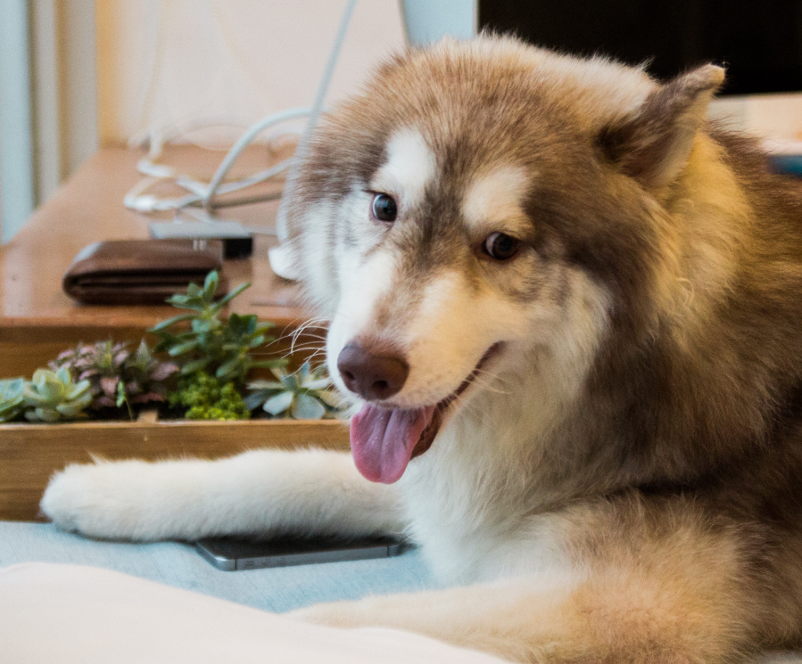 哈礼鹿是什么品种