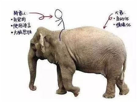 《象与骑象人》:你的痛苦总是来自犹豫和纠结么?