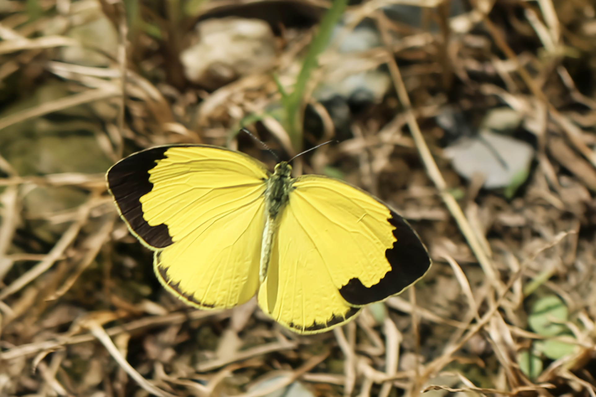 每天认识一种昆虫——宽边黄粉蝶  宽边黄粉蝶是我国常见的蝴蝶之一