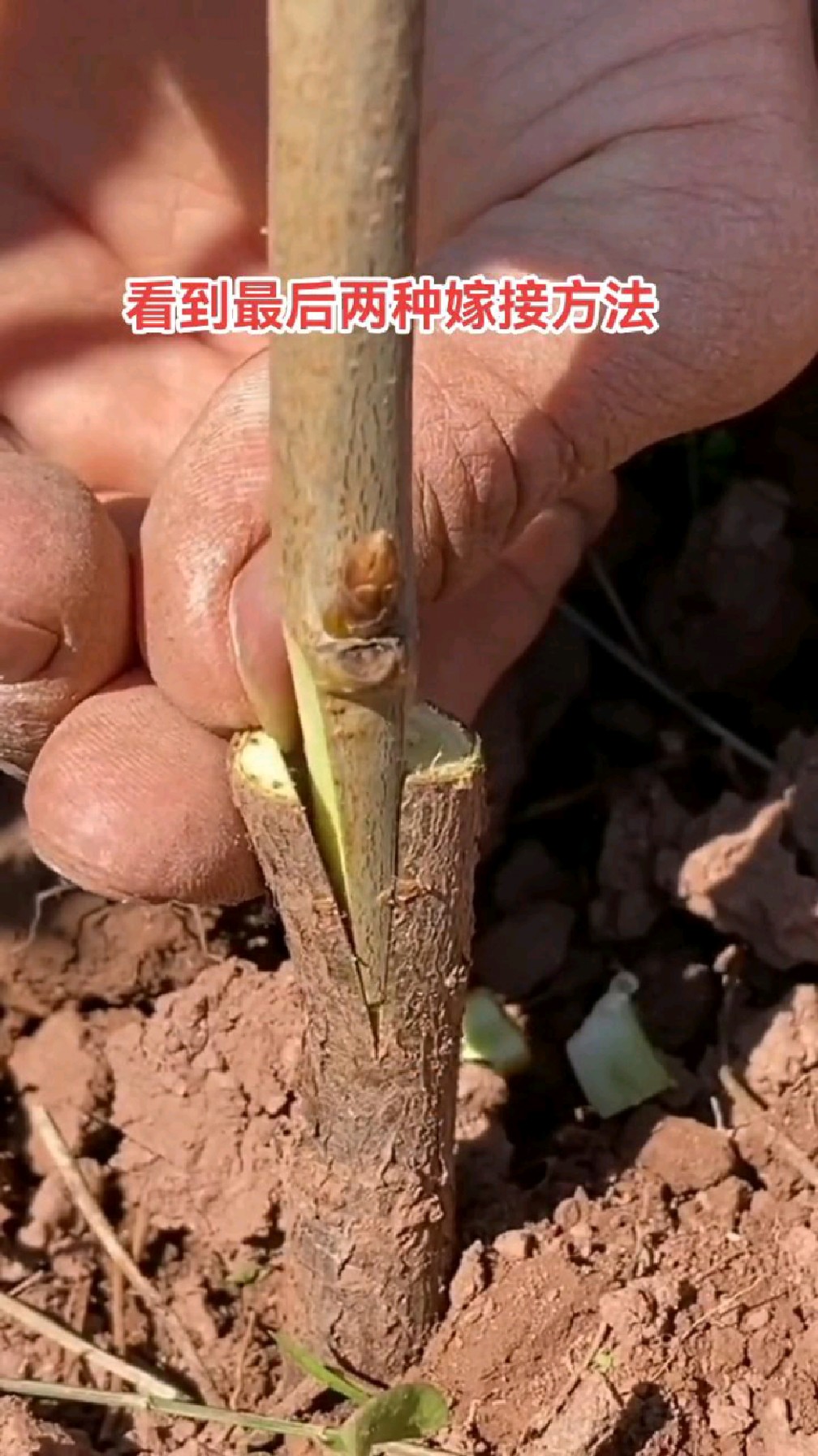 新手简单实用樱桃苗的嫁接方法分享