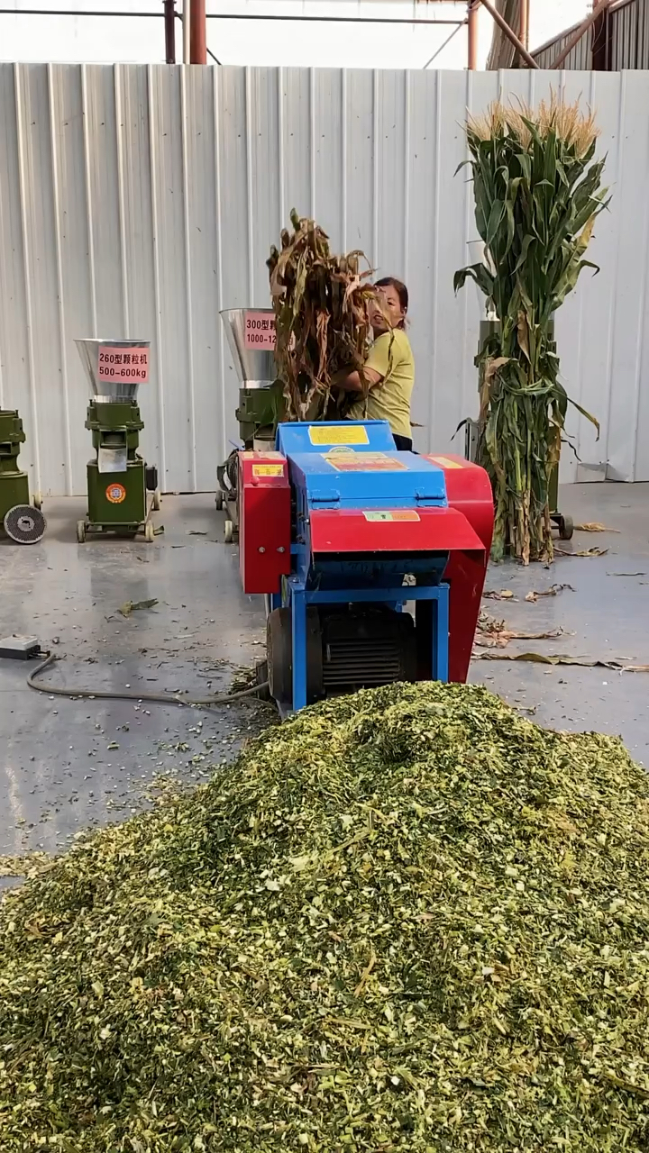 8吨铡草揉丝机,搭配11千瓦纯铜电机,可将整捆新鲜玉米秸秆打碎揉丝,看