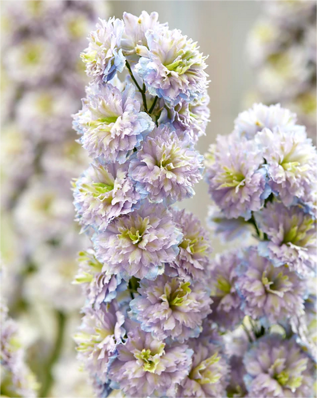 花飞燕草品种——高地人系列 (highlander series) 完全重瓣的花型