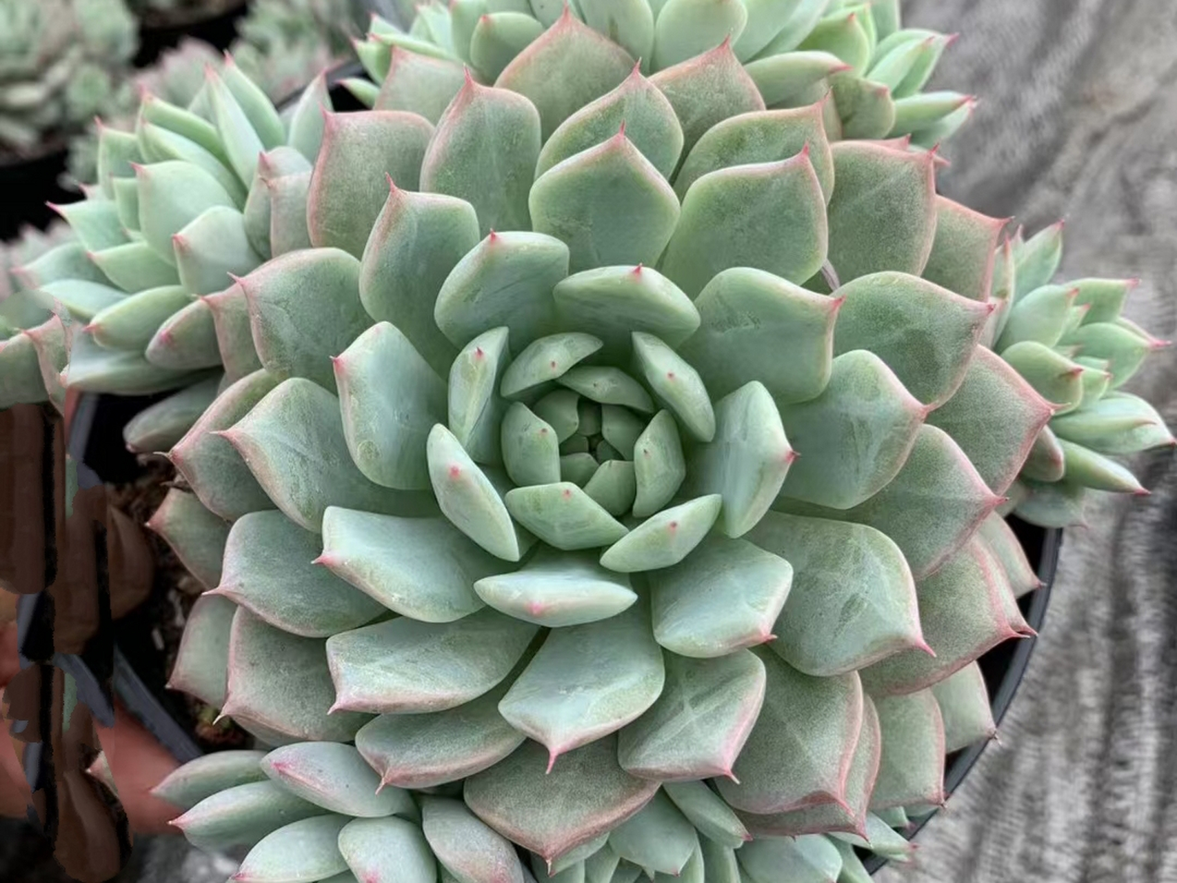 多肉tp,绿是绿了点,但暴崽能力还是可以滴