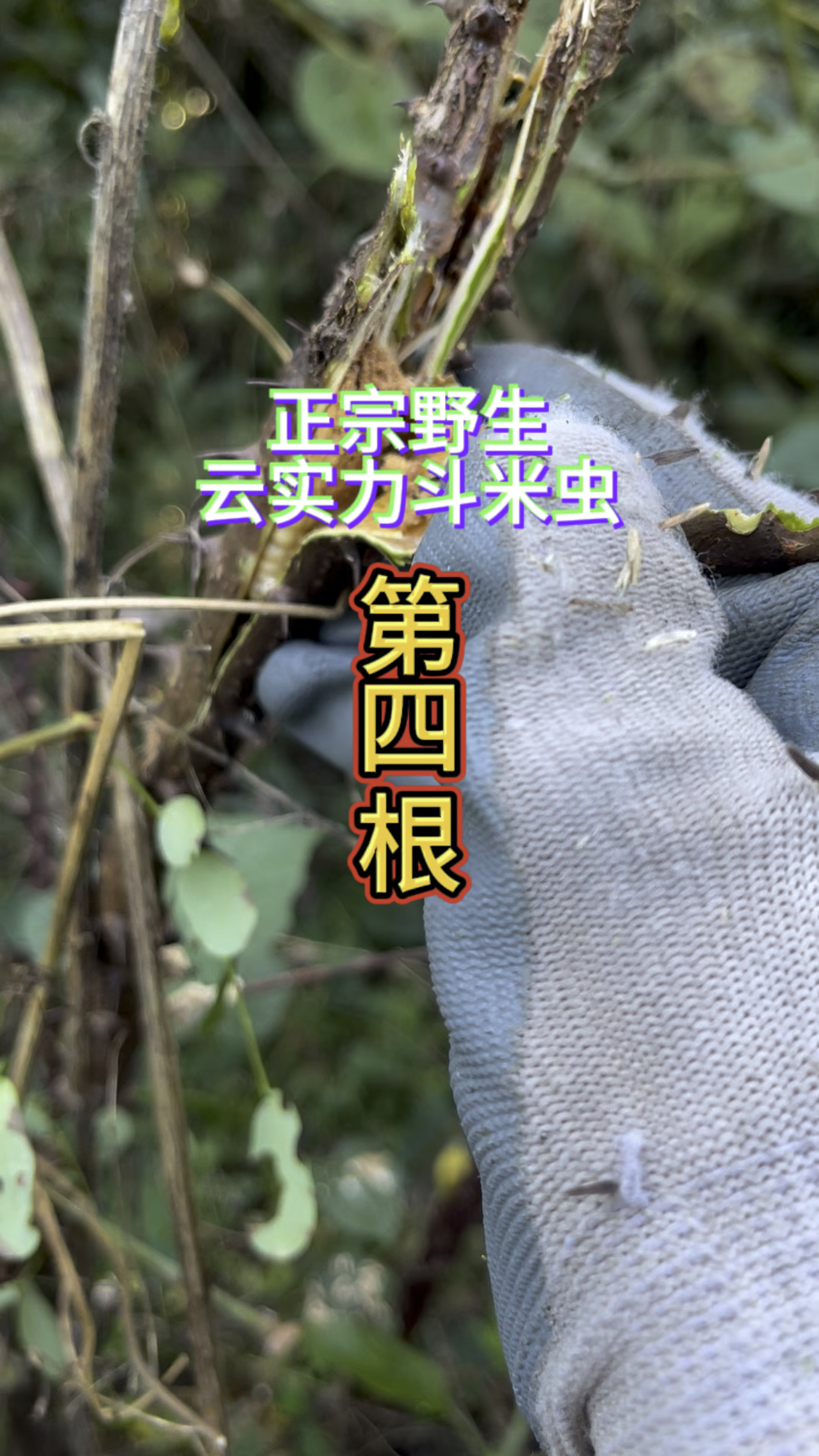 户外抓斗米虫,野生云实斗米虫,这是这颗小云实树的第4根