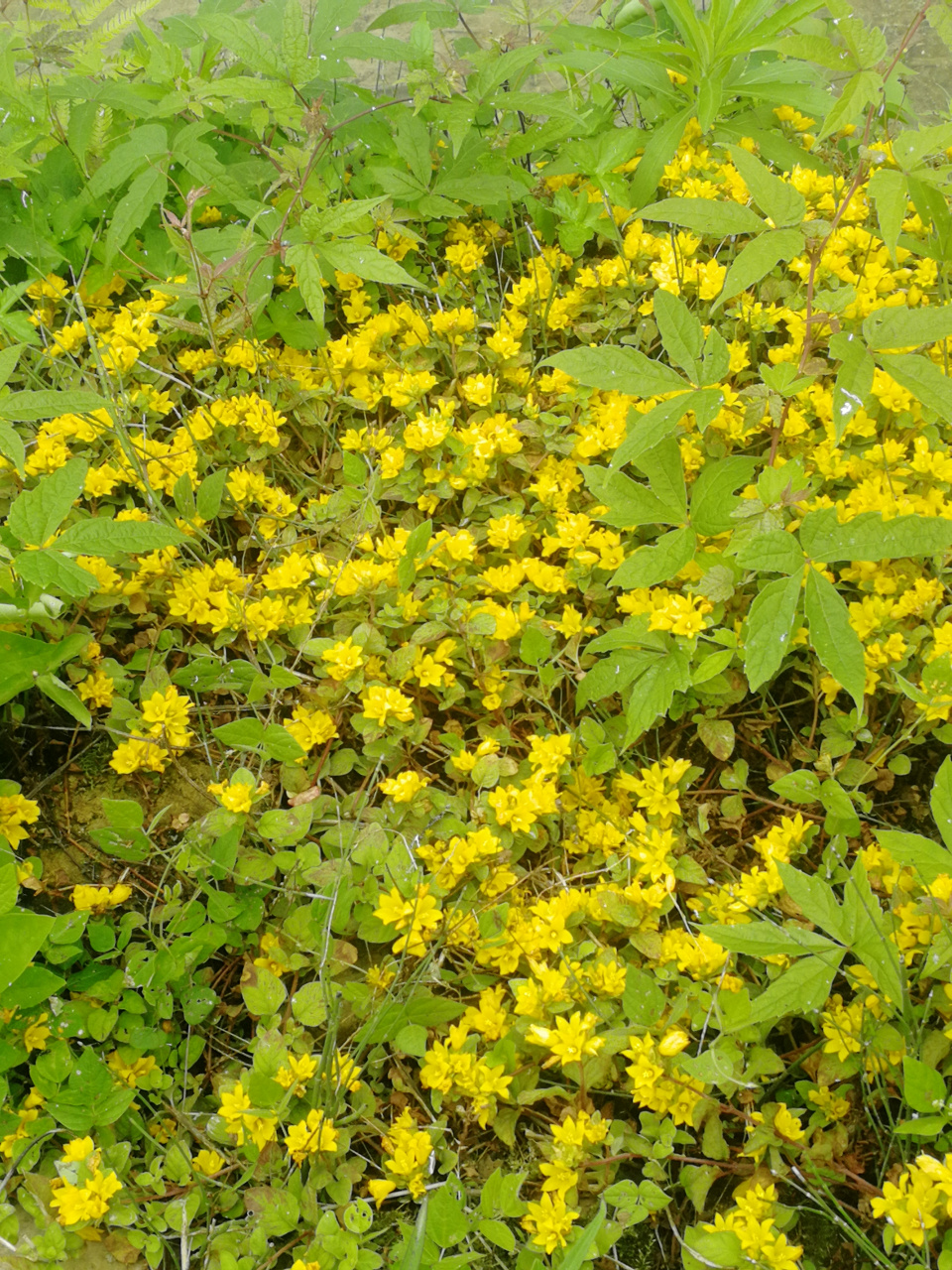 迷人的,野花 家花没有野花香,隔着老远,就闻到一股野花的清香味,金黄