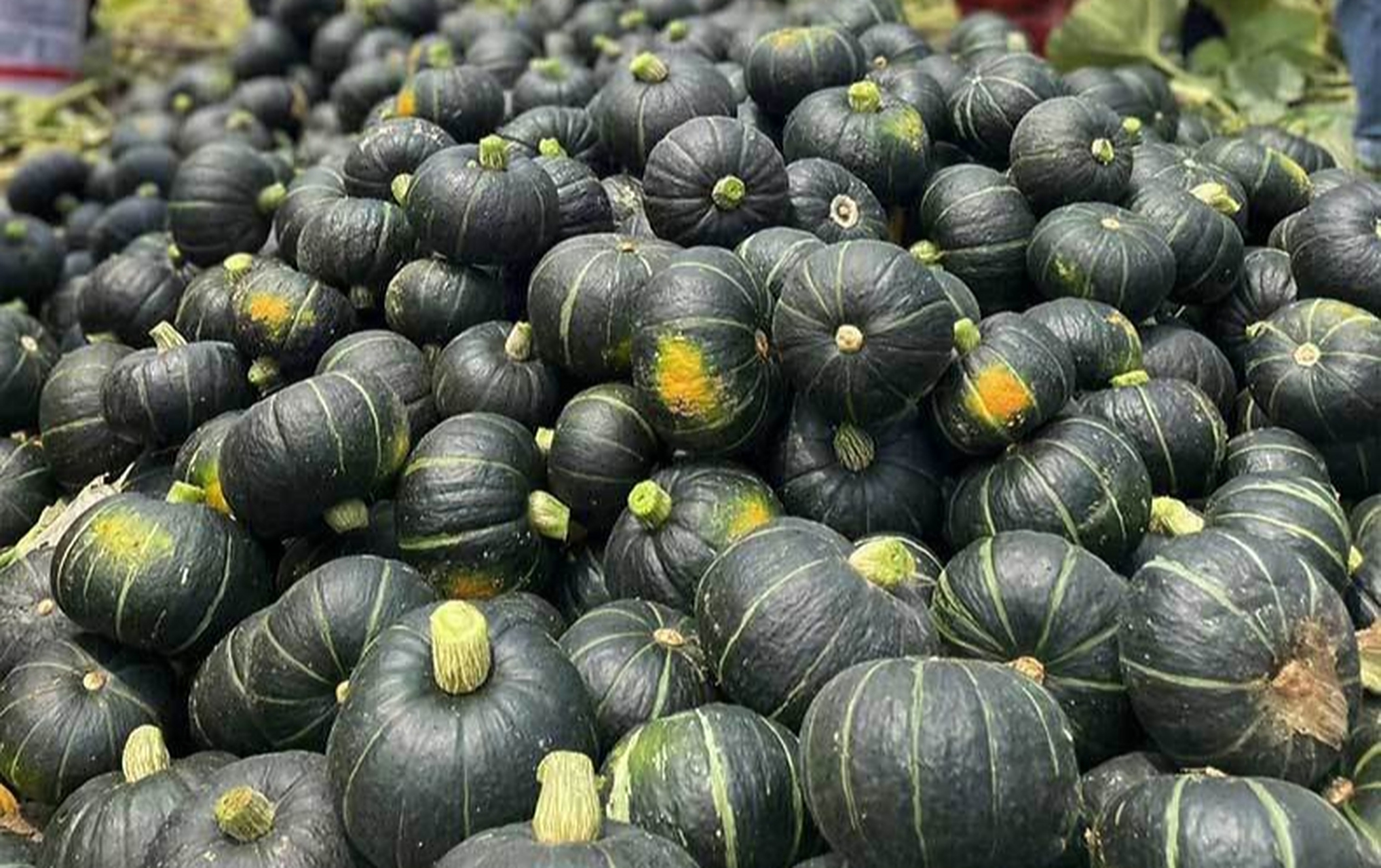 作为南瓜的一个品种,个头小,颜色深,身上的各色小条纹状坑纹,一眼