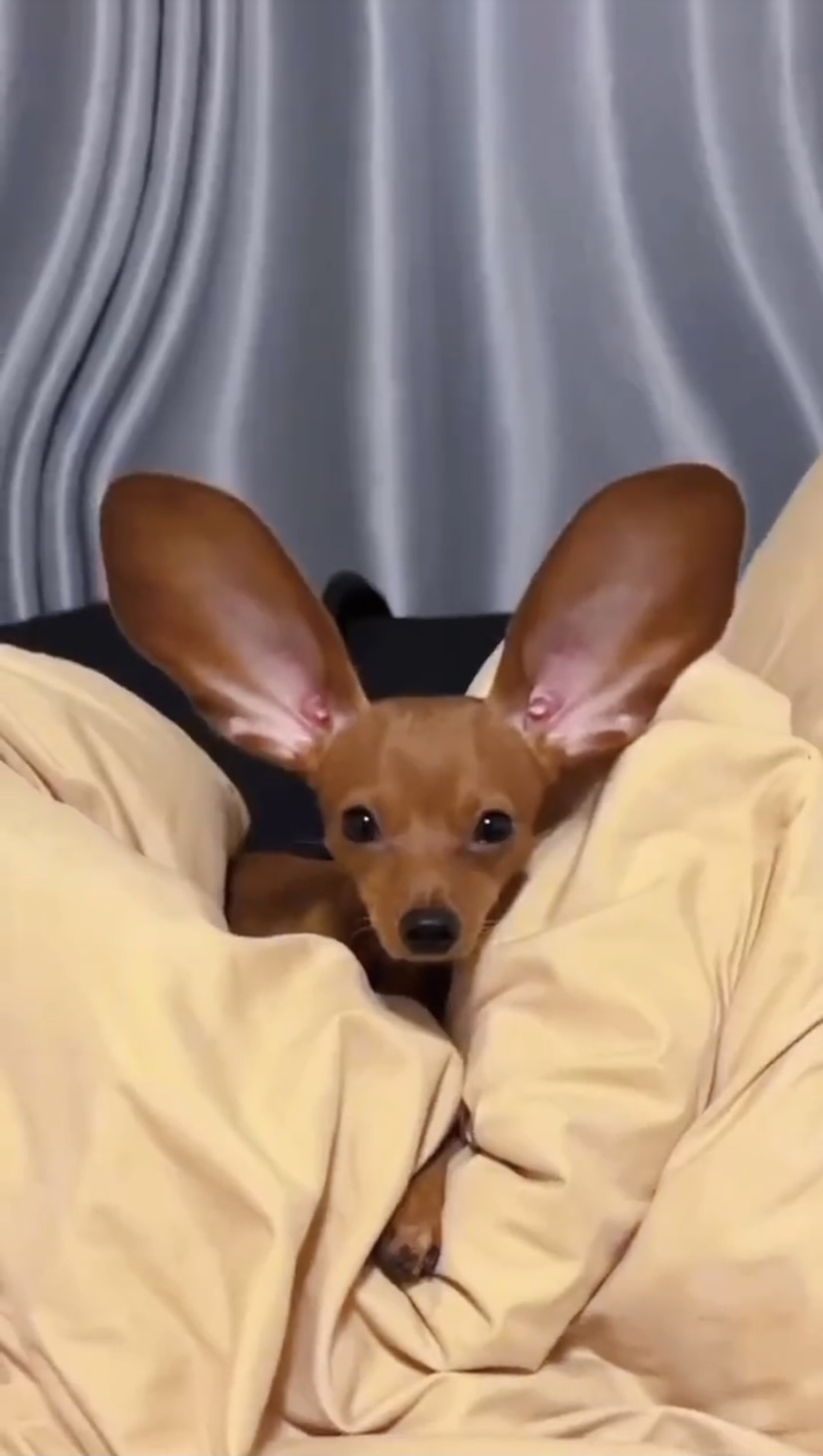 这小鹿犬的耳朵也太大了吧