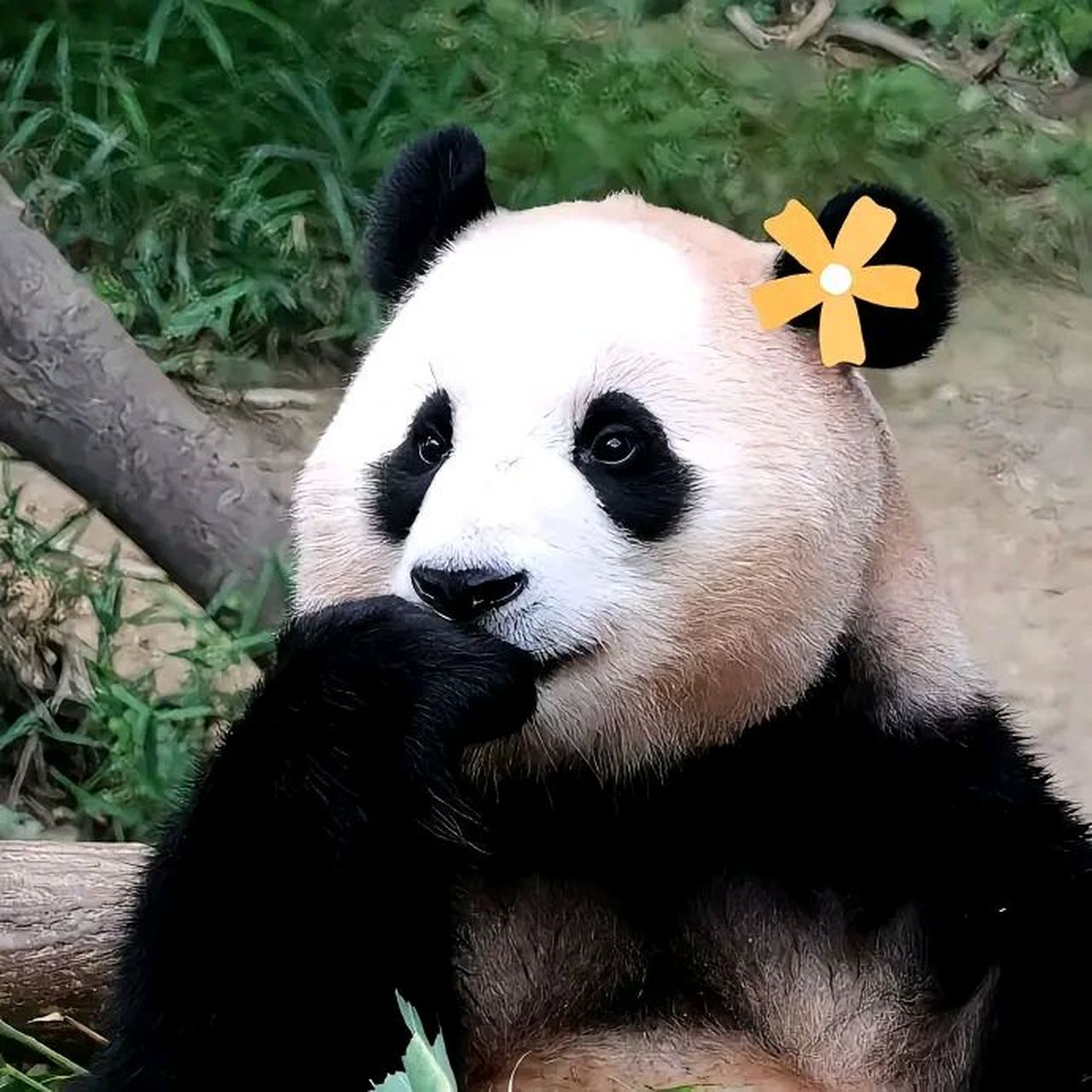 咬手手的样子好娇羞[滑稽][滑稽][滑稽]