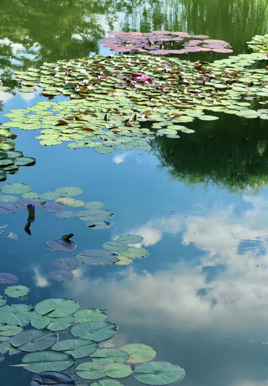 绿柳扶风香满堤, 蓝天染映水清奇. 芙蕖睡玉,更有白云栖.
