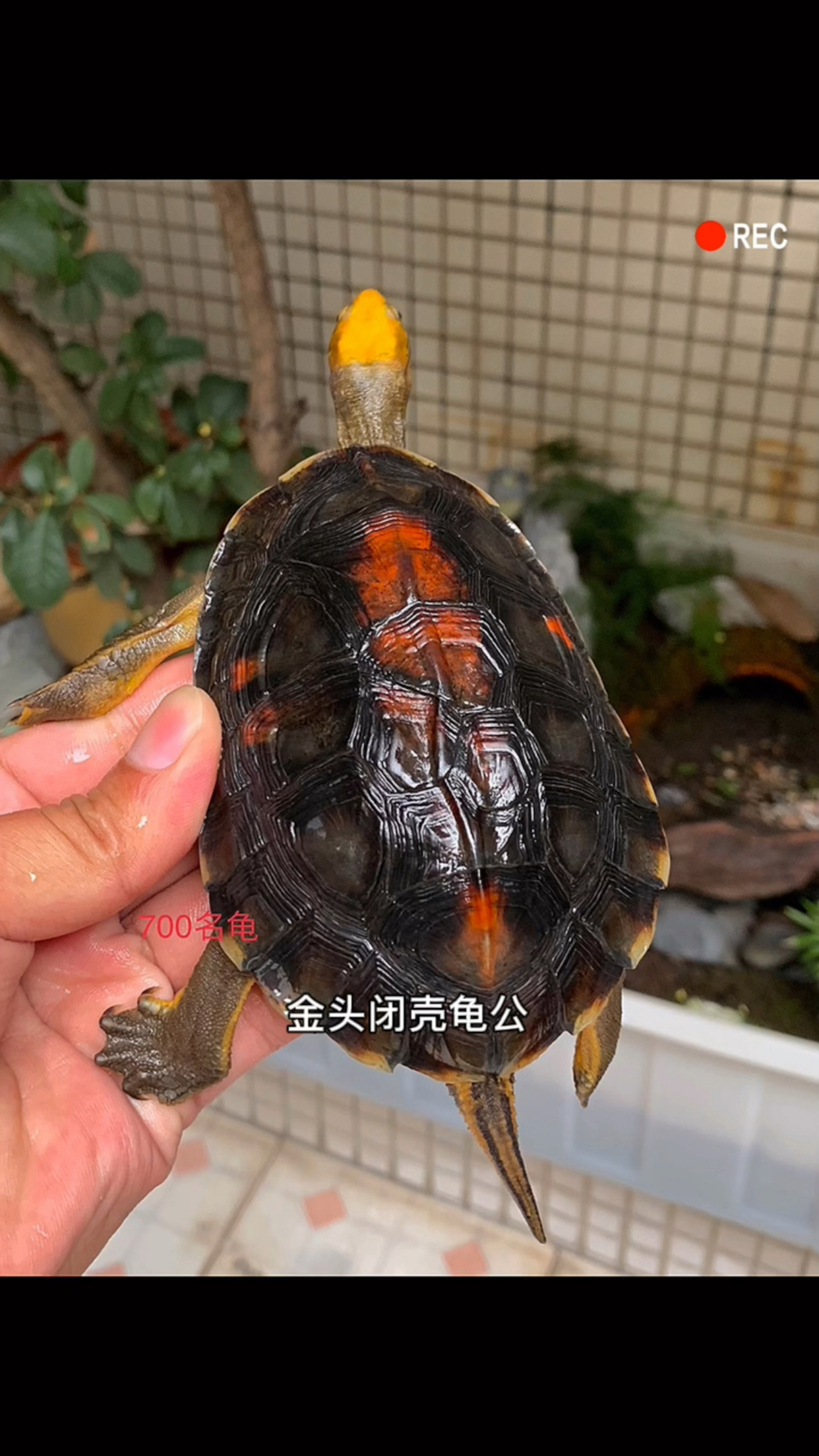 金头闭壳龟,百色闭壳龟