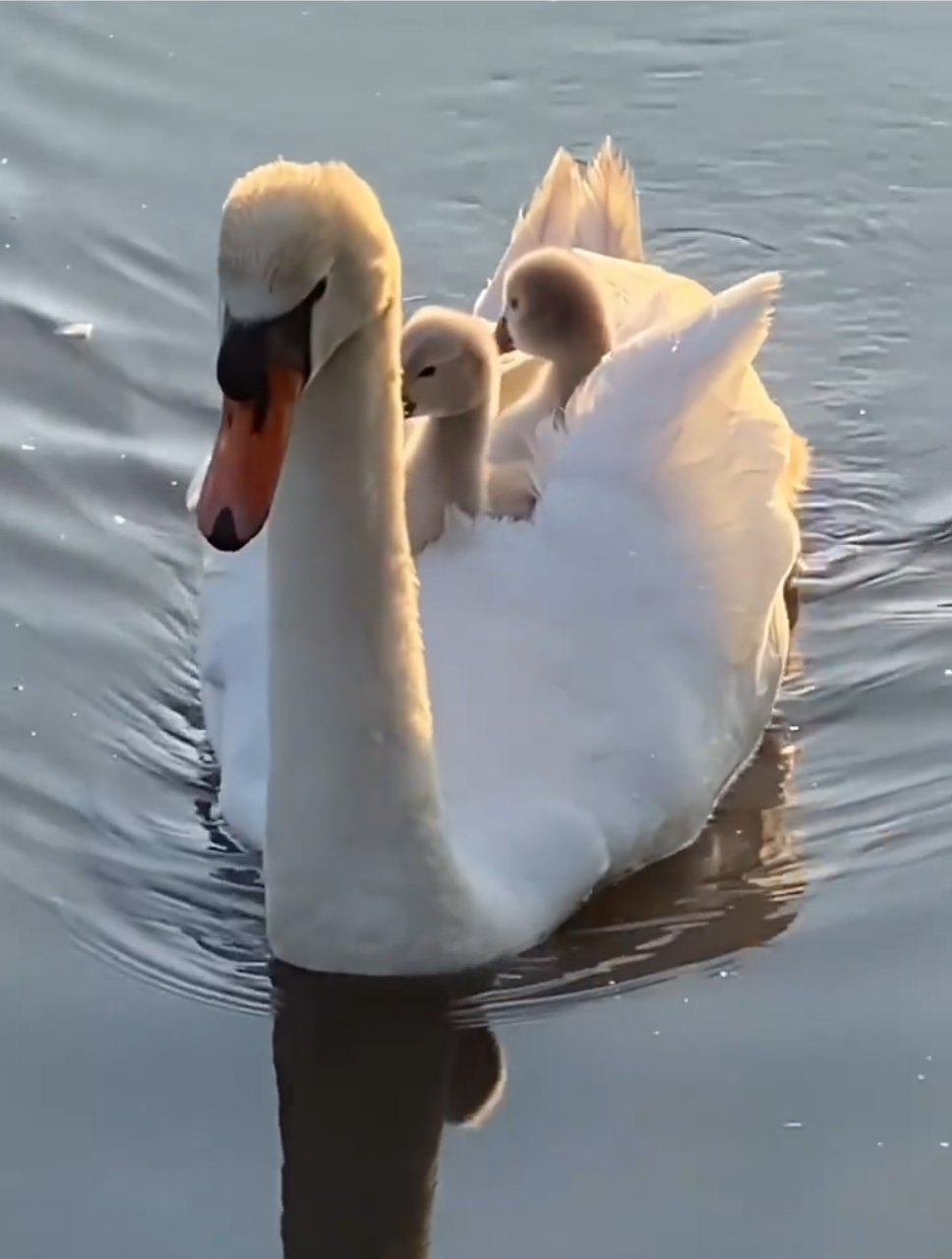 好幸福的一家啊,小天鹅坐在妈妈的背上,爸爸在后面护着,看着真美好!