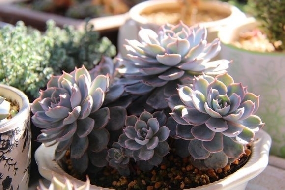 多肉蓝石莲,普货多肉植物里的"蓝色经典"