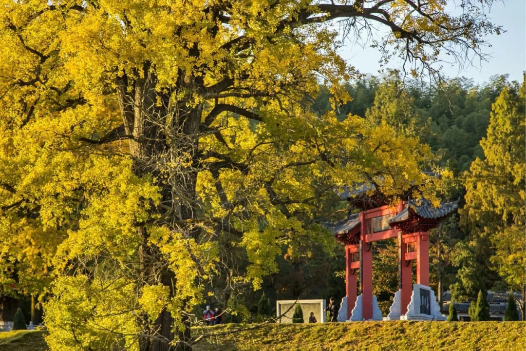 黄柏山国家森林公园(134平方公里)和湖北麻城的狮子峰景区(94平方公里