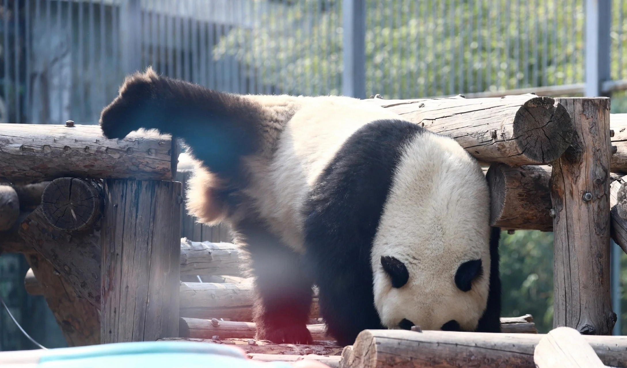 我发现,萌兰能摆出好多好多千奇百怪姿势啊!