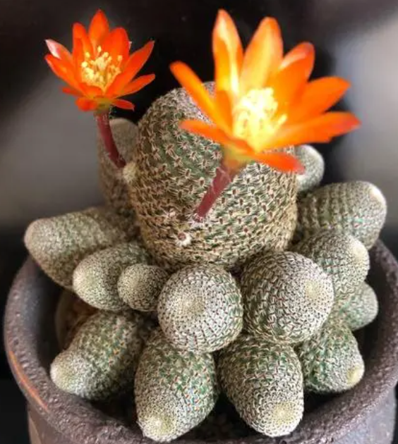 十大最贵仙人球?挑战你的钱包极限,让你大开眼界!