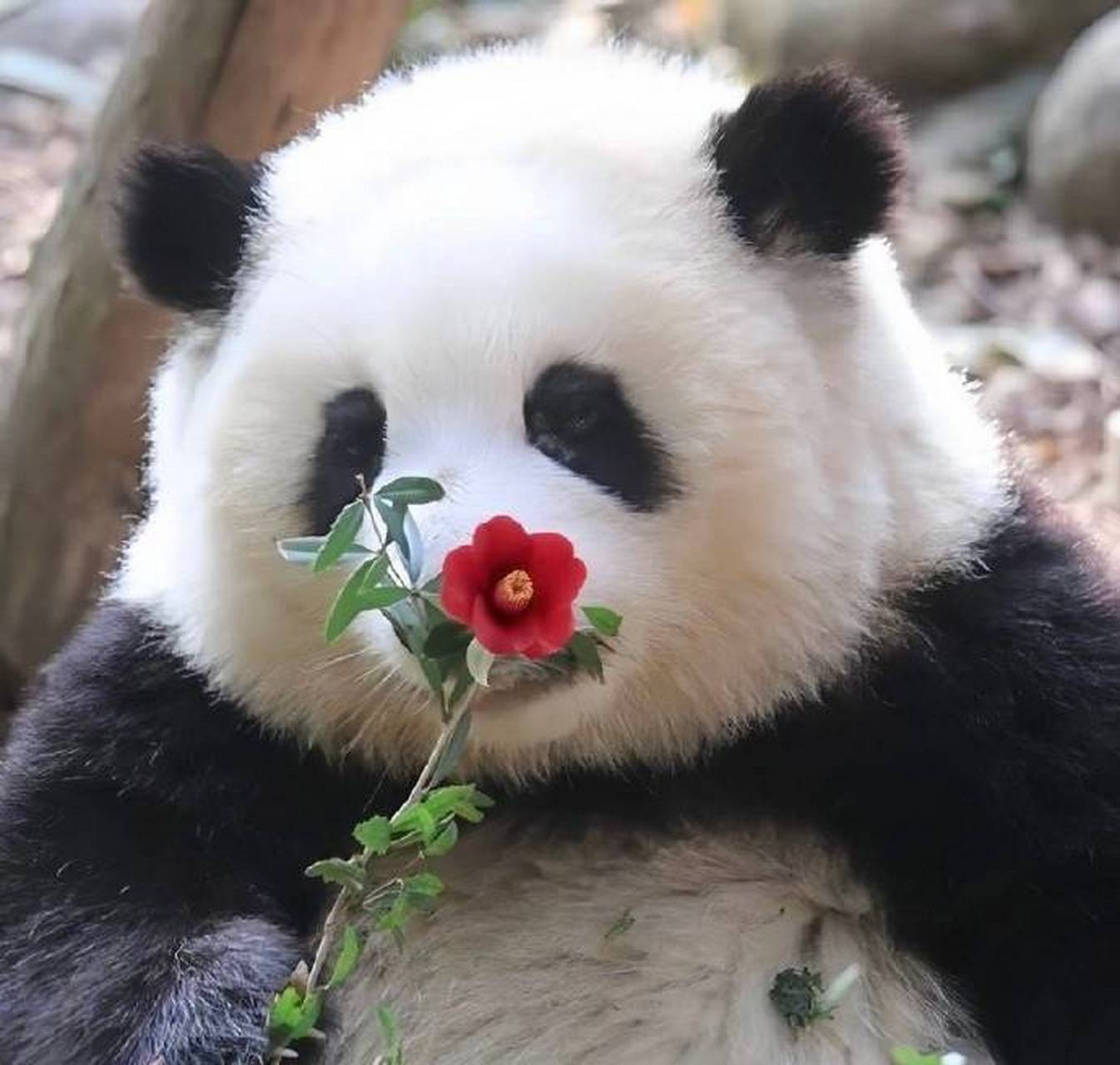 好可爱的大熊猫啊,你们知道它叫什么名字吗