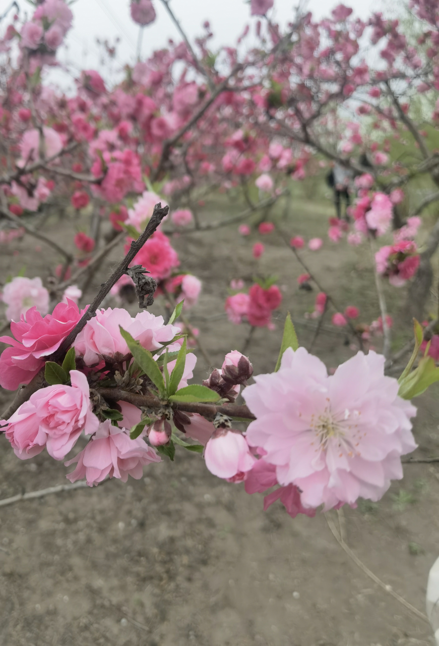 pi币的价格不是你决定的,也不是我决定的,不是先锋们决定的,也不是