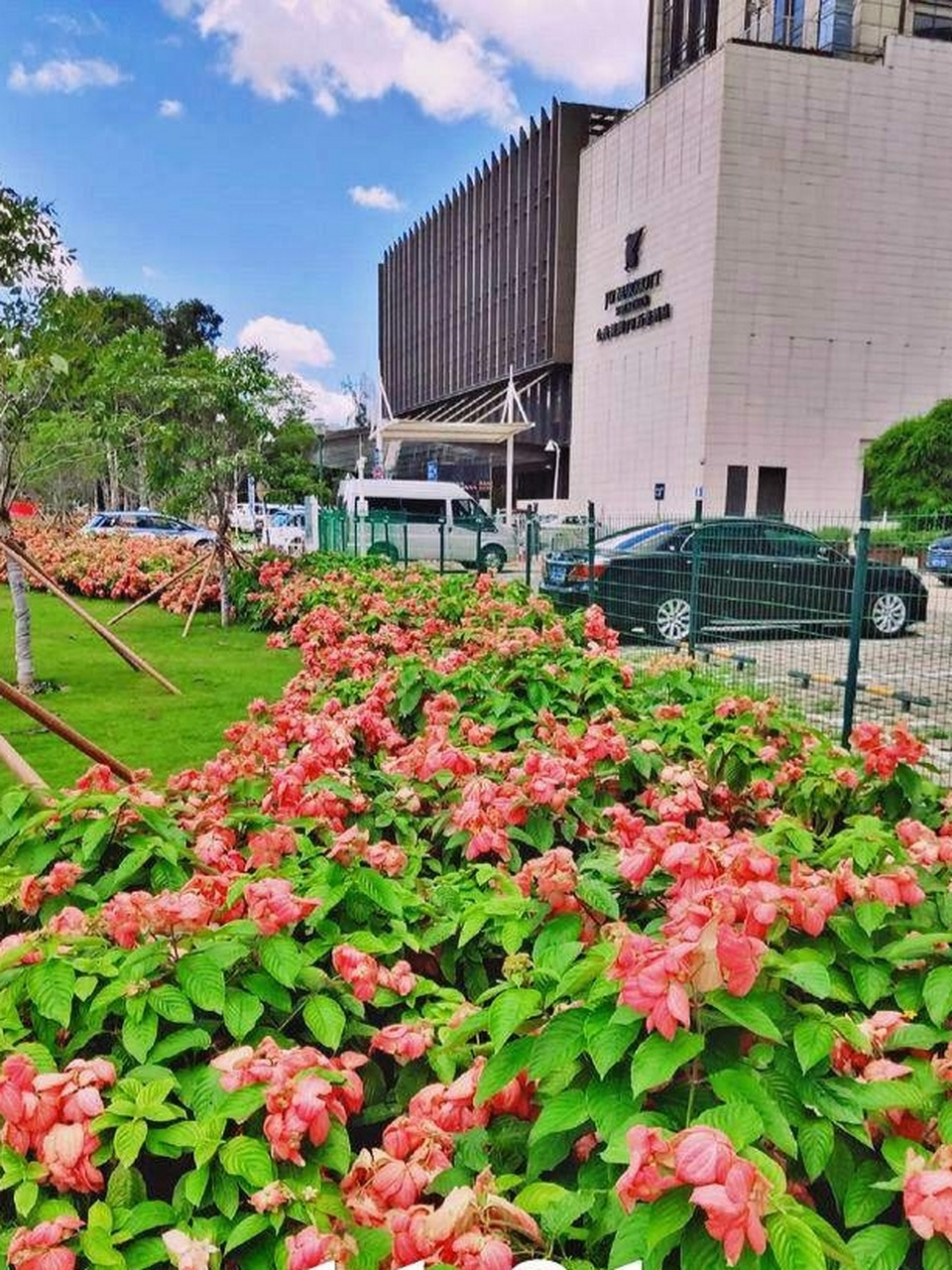 分享图片:夏日里的粉叶金花  公园里的粉叶金花,粉粉的叶子,金色的