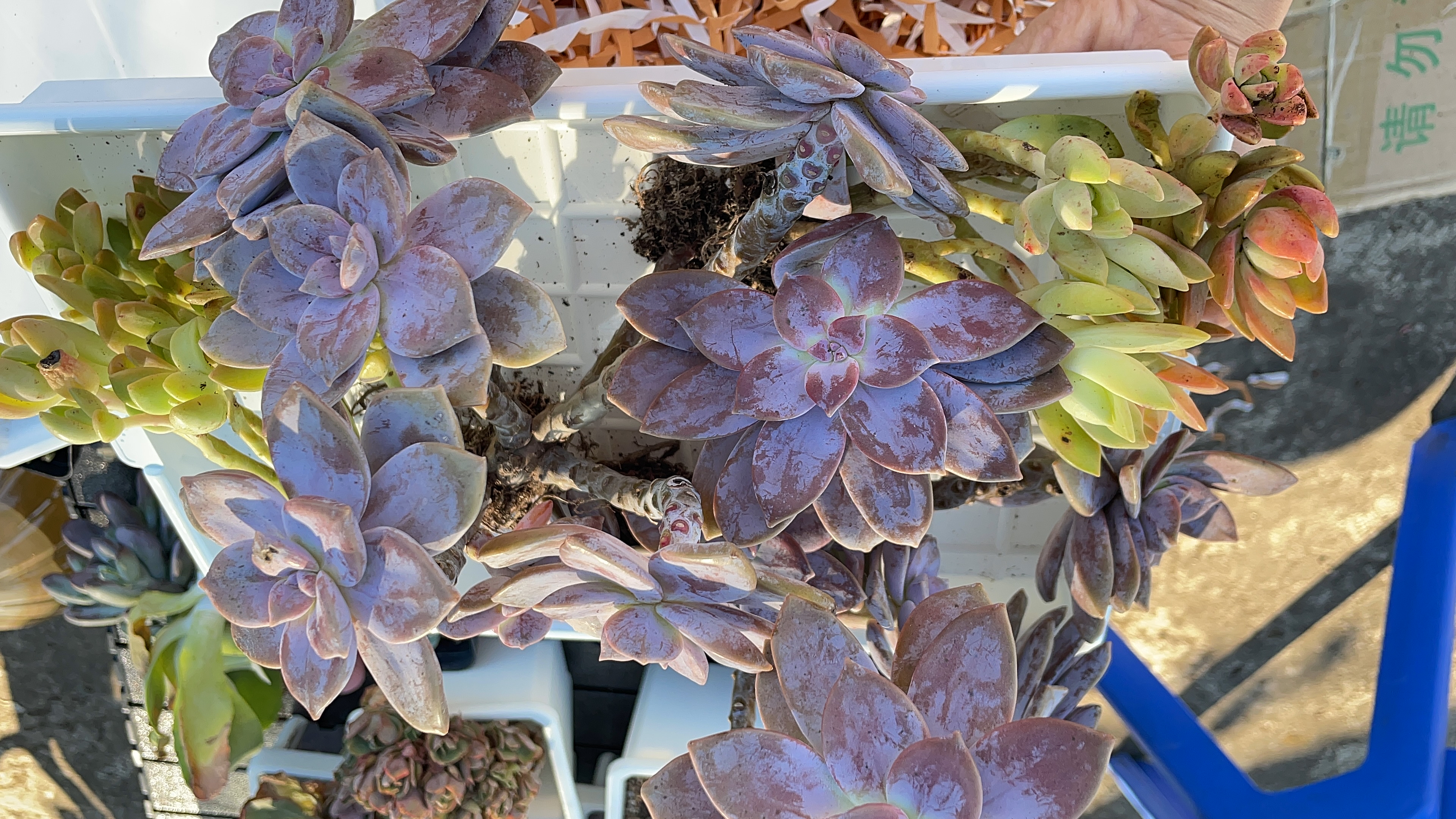 多肉开箱,布丁是这么便宜的吗1块9好大一棵,华丽风车颜值不错