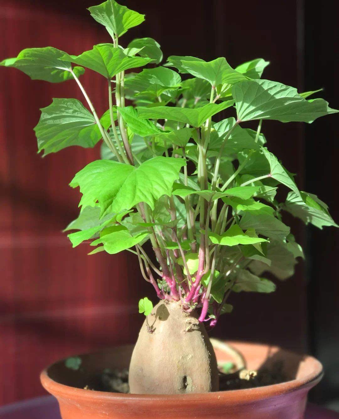 用吃不完的芋头地瓜生姜,养成小盆栽,既能看又能吃还很美